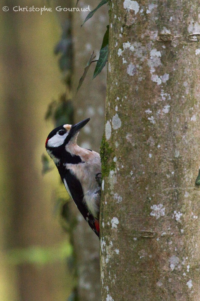 Great Spotted Woodpecker (Great Spotted) - ML323145591