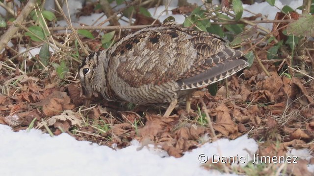 Eurasian Woodcock - ML323145601