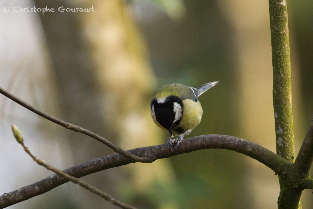 Great Tit (Great) - ML323145691