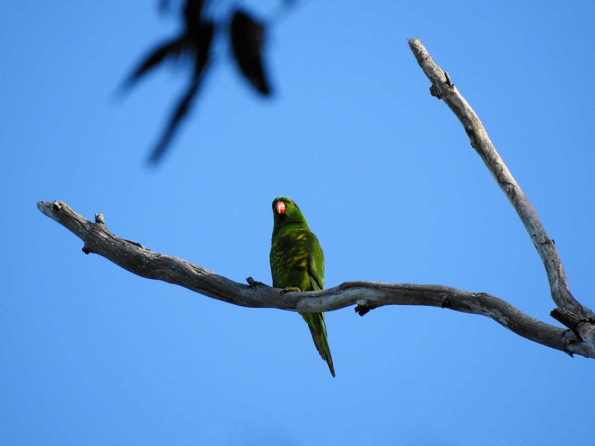 Scaly-breasted Lorikeet - ML323145721