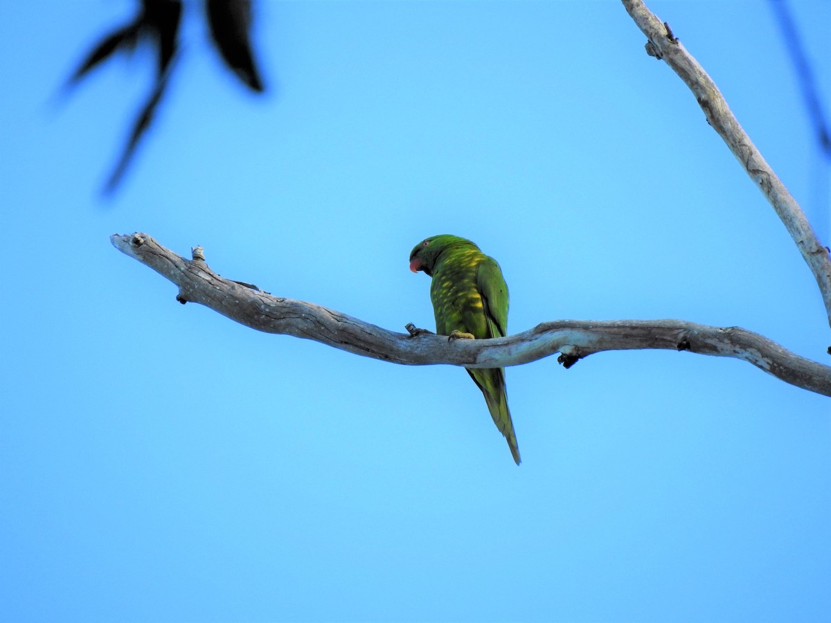 Scaly-breasted Lorikeet - ML323146111