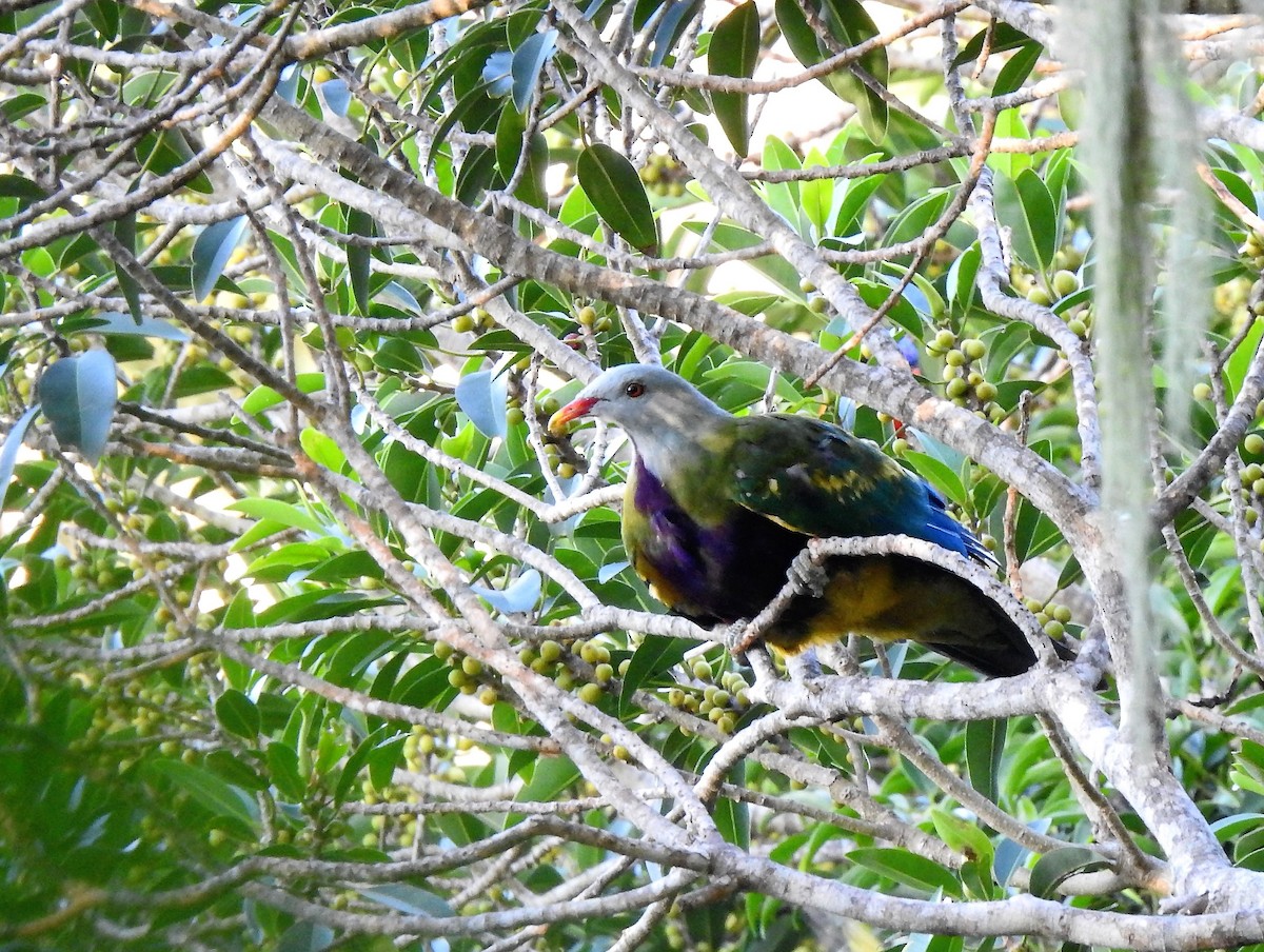 Wompoo Fruit-Dove - ML323146261