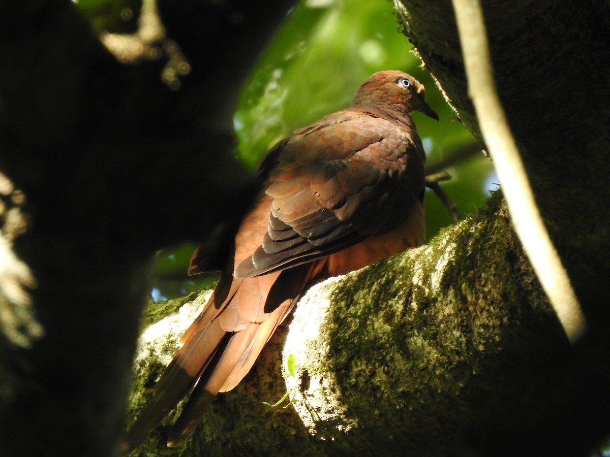 Brown Cuckoo-Dove - ML323146521