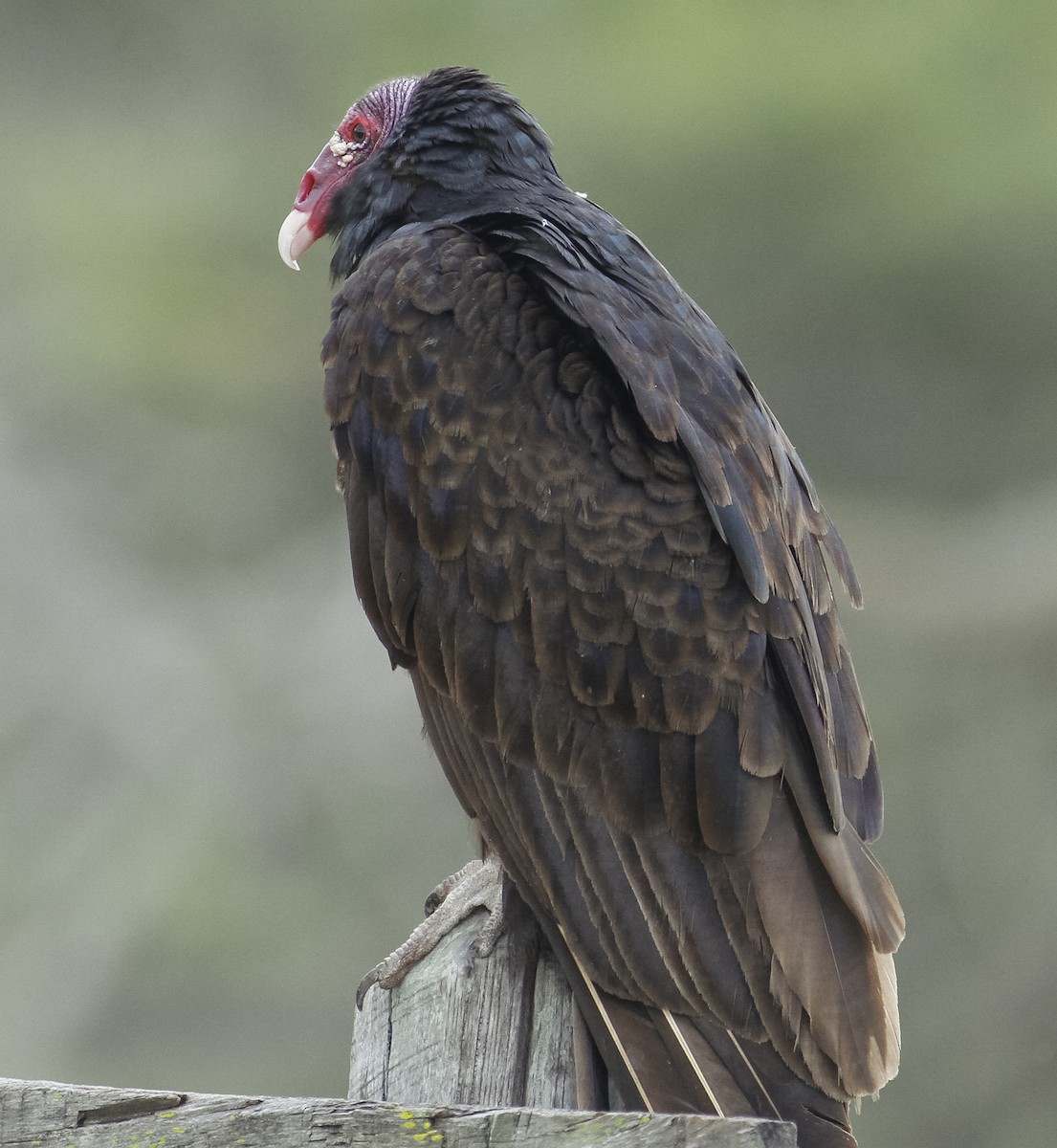 Turkey Vulture - Peter Kennerley