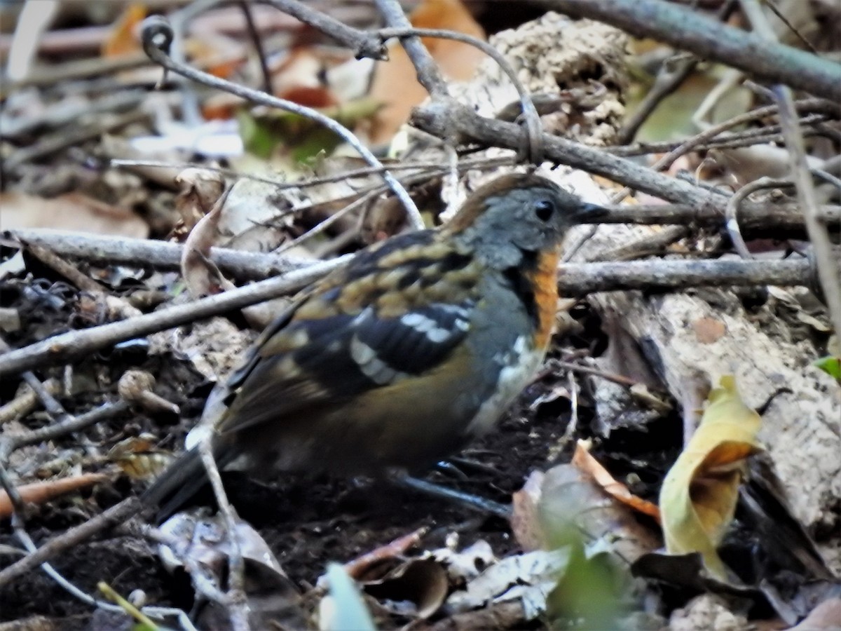 Australian Logrunner - ML323146951