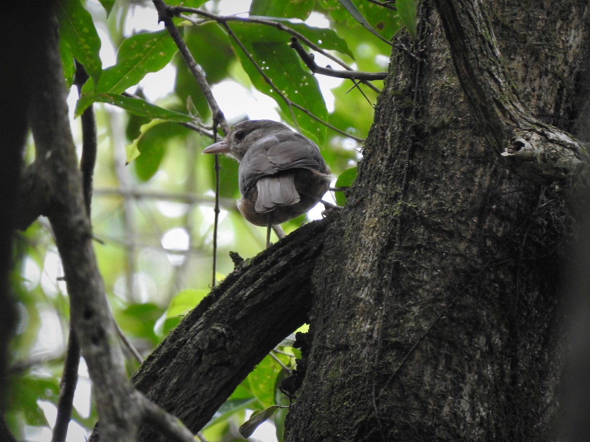 Rufous Shrikethrush - ML323147091