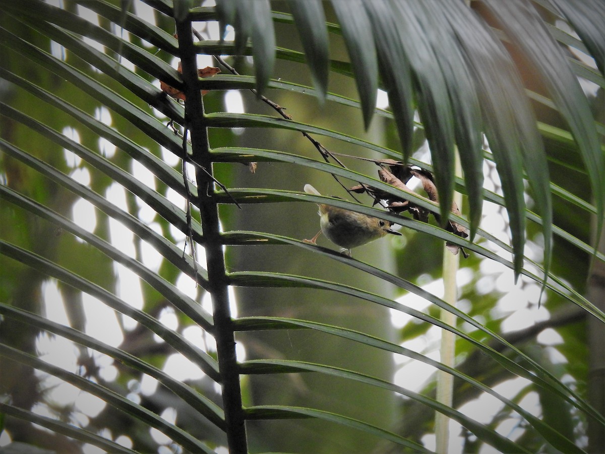 Large-billed Scrubwren - ML323147211