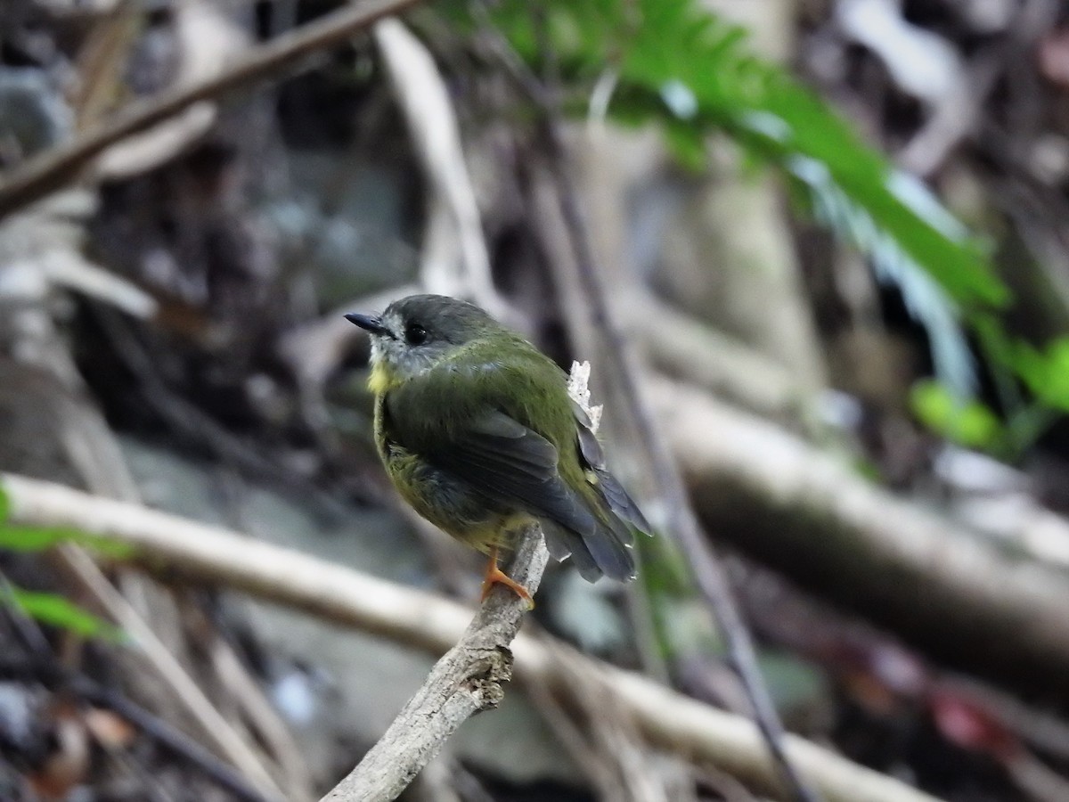 Pale-yellow Robin - ML323147421