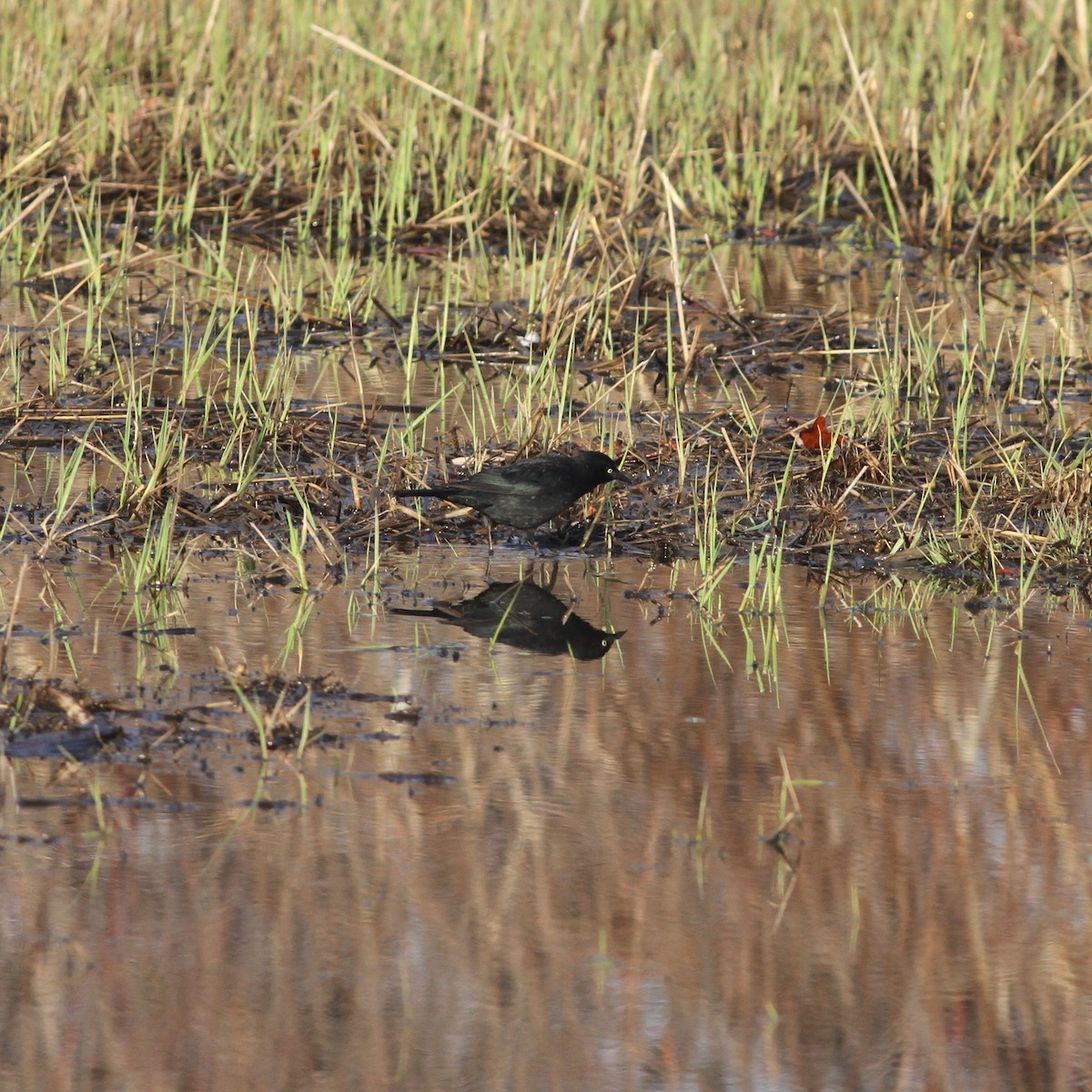 Rusty Blackbird - ML323147721