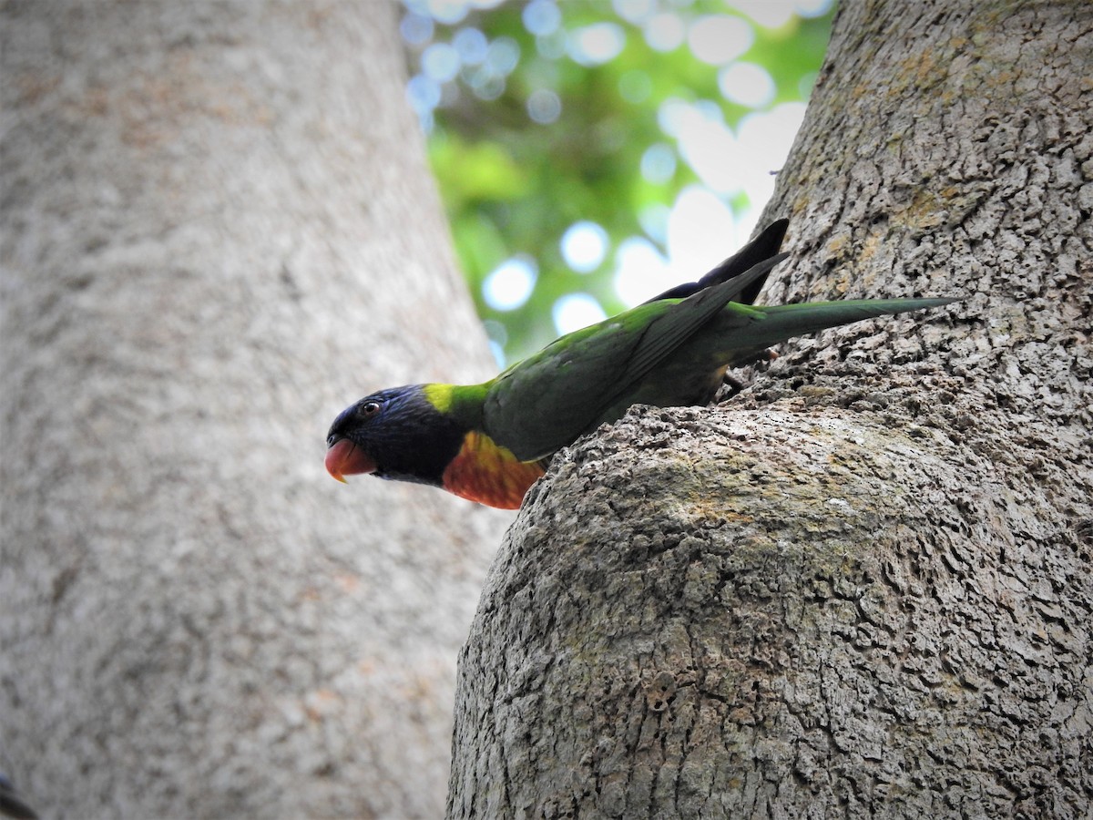 Rainbow Lorikeet - ML323149481
