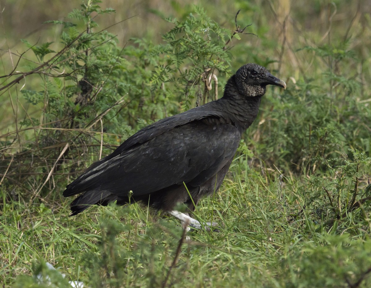 Black Vulture - ML323149611