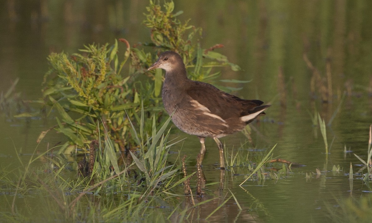 Eurasian Moorhen - Brian Sullivan