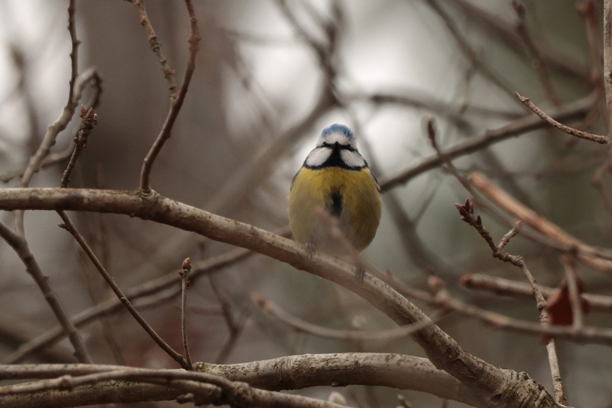 Eurasian Blue Tit - ML323151321