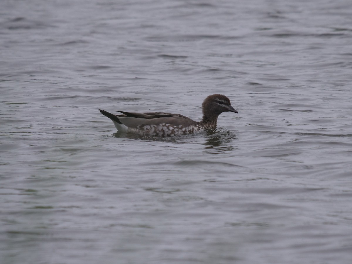 Maned Duck - Frank Coman