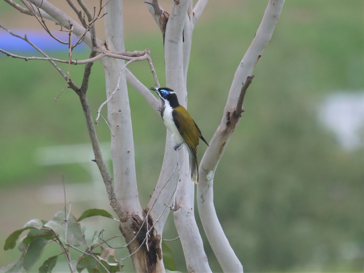 Blue-faced Honeyeater - Frank Coman