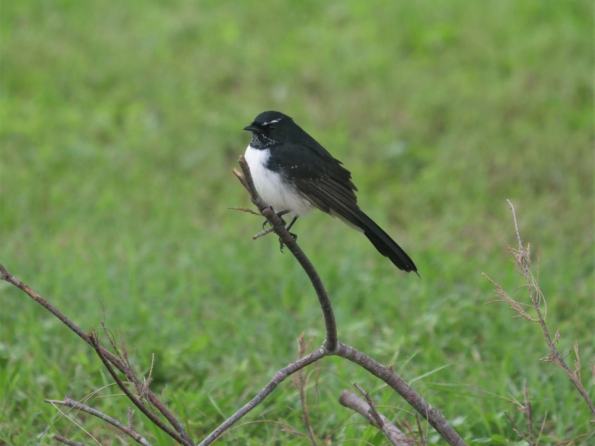 Willie-wagtail - Frank Coman