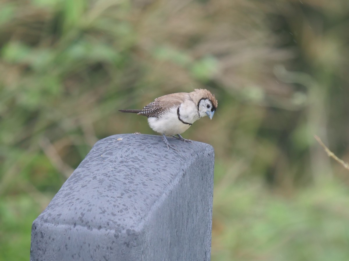 Double-barred Finch - ML323151861