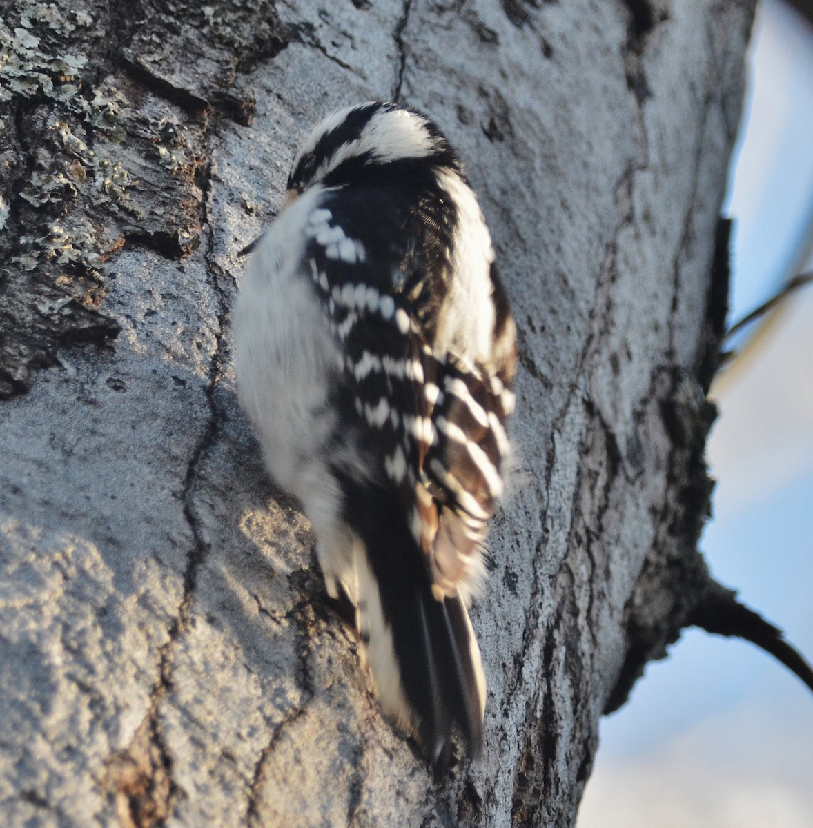 Downy Woodpecker (Eastern) - Old Sam Peabody