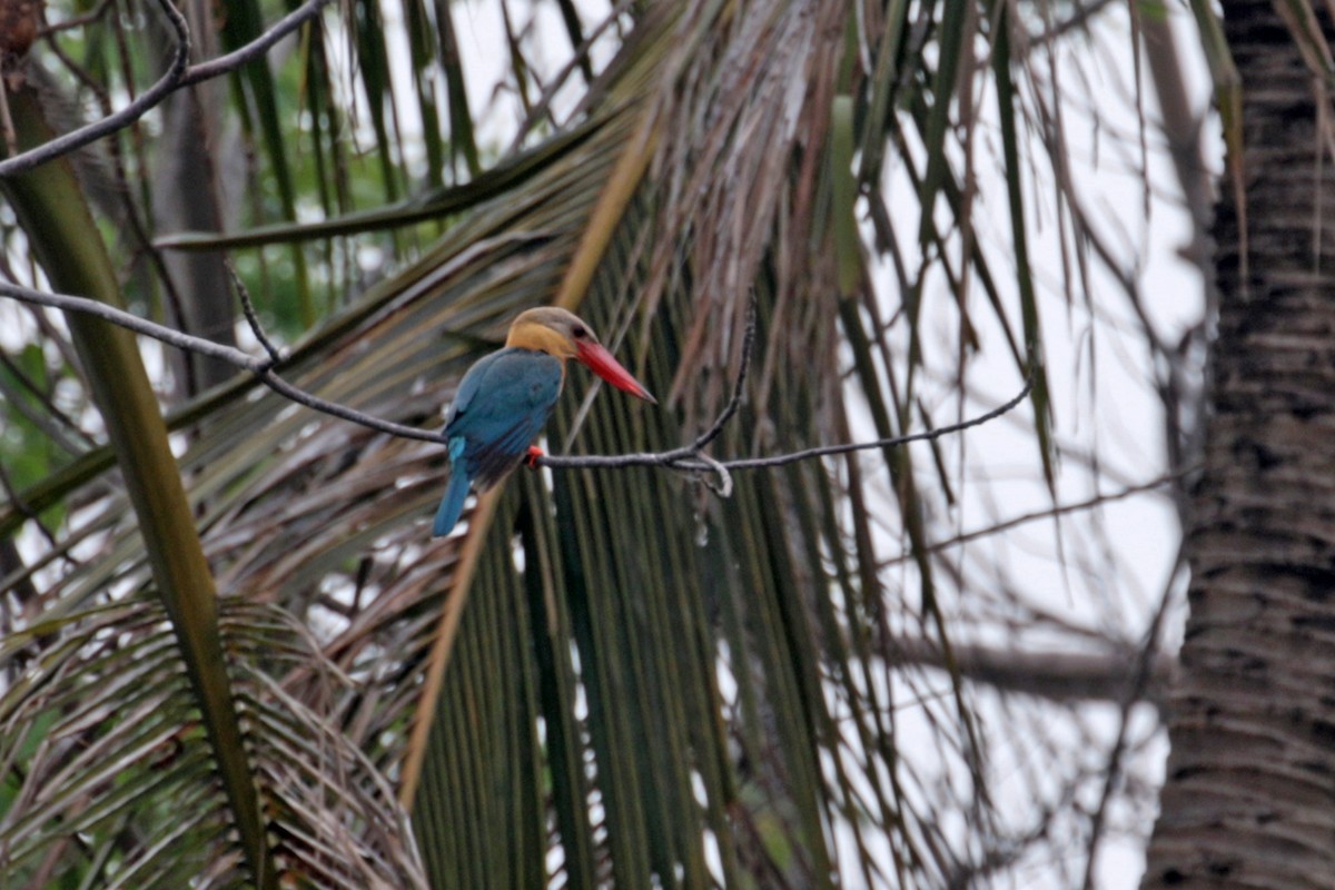 Stork-billed Kingfisher - ML323153061