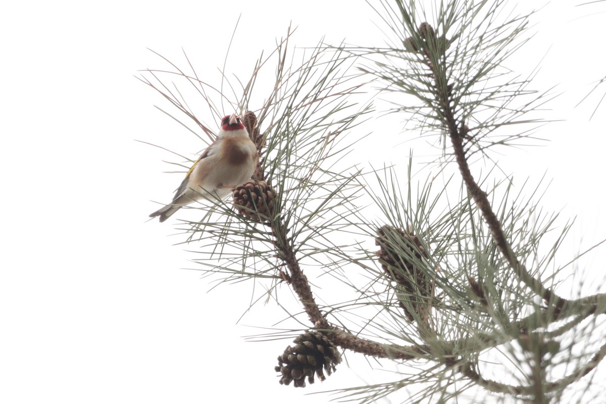 European Goldfinch - ML323154261