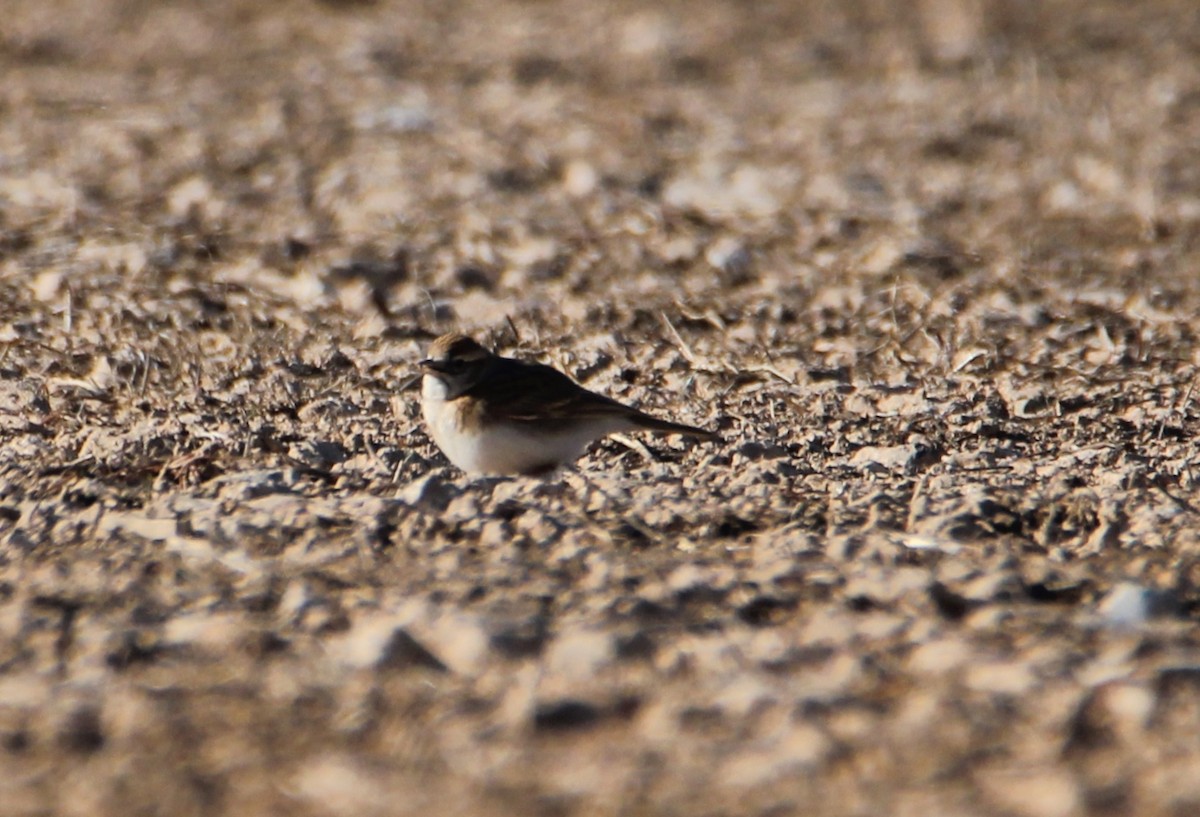 Greater Short-toed Lark - ML323154341