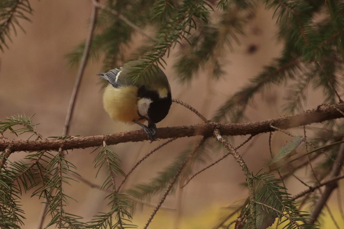 Mésange charbonnière - ML323154361