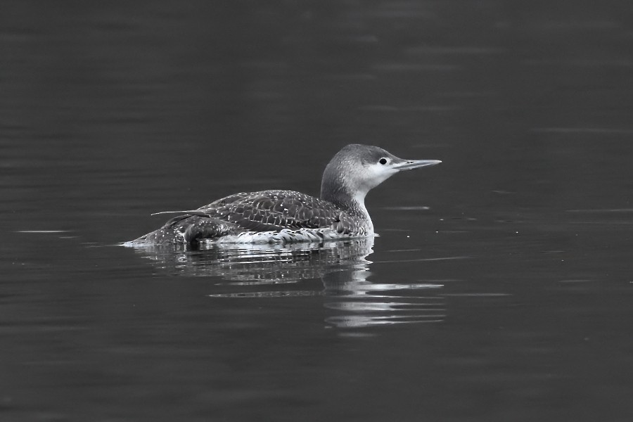 Red-throated Loon - ML323156551