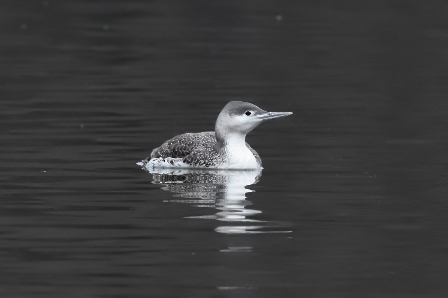 Red-throated Loon - ML323156581