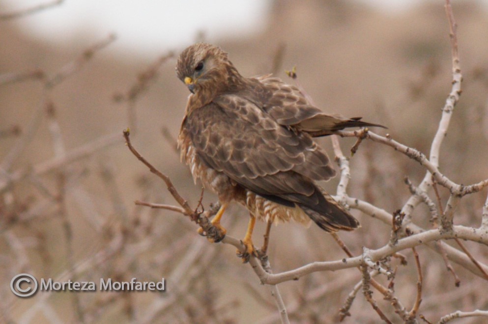 Common Buzzard - ML323157191