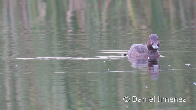 Ferruginous Duck - ML323159851