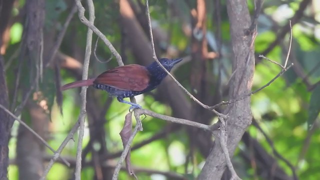 Thamnophilidae, unbestimmt (antshrike sp.) - ML323162431