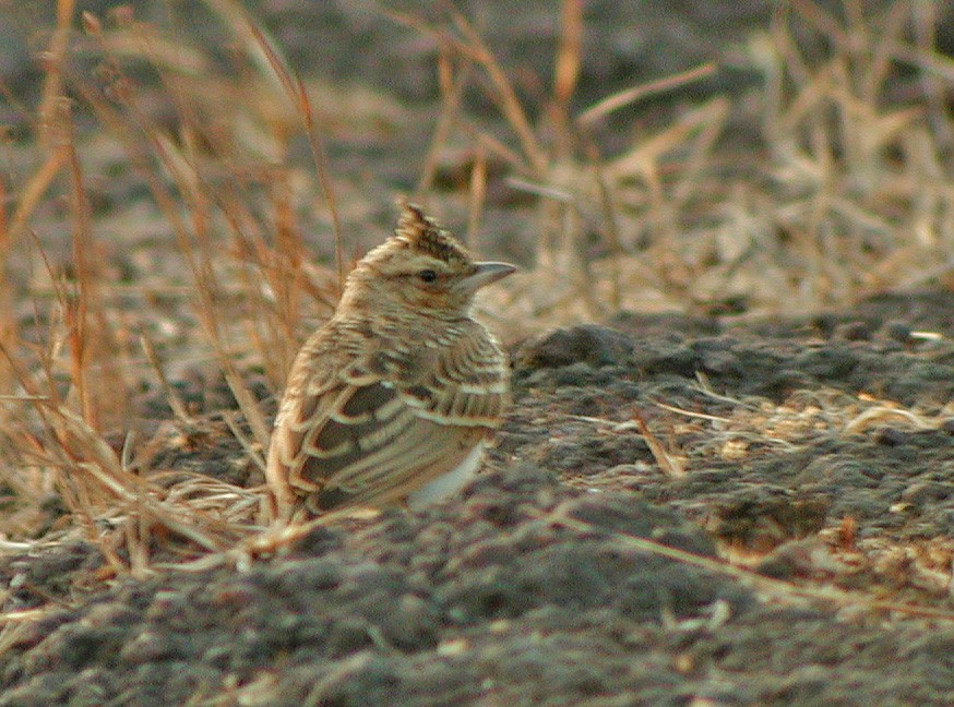 Malabar Lark - ML323162631