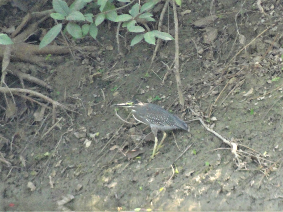 Striated Heron - Debankur Saha