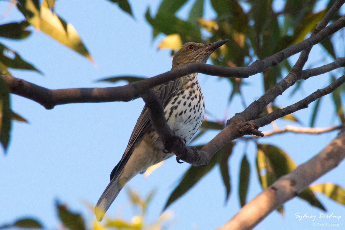 Olive-backed Oriole - Chris Rehberg  | Sydney Birding