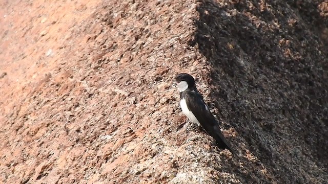 Black-collared Swallow - ML323164281