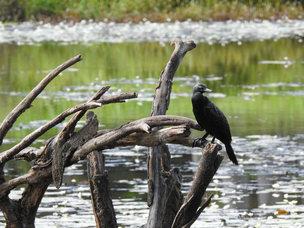 Little Black Cormorant - ML323165261