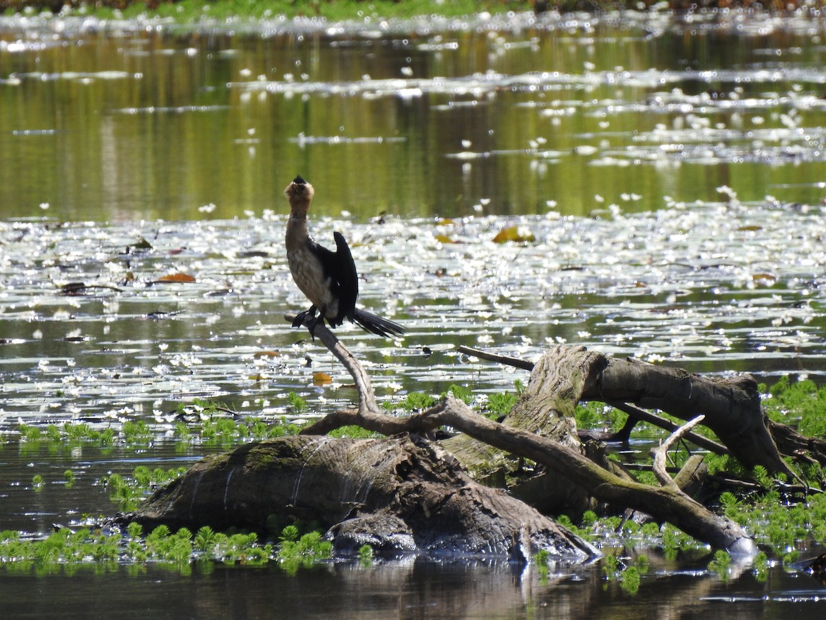 Little Pied Cormorant - ML323165711