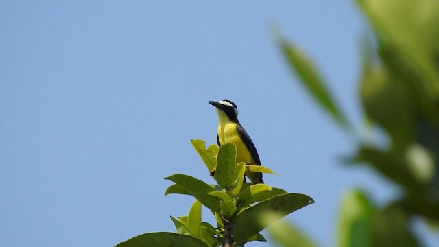 Yellow-throated Flycatcher - ML323165771