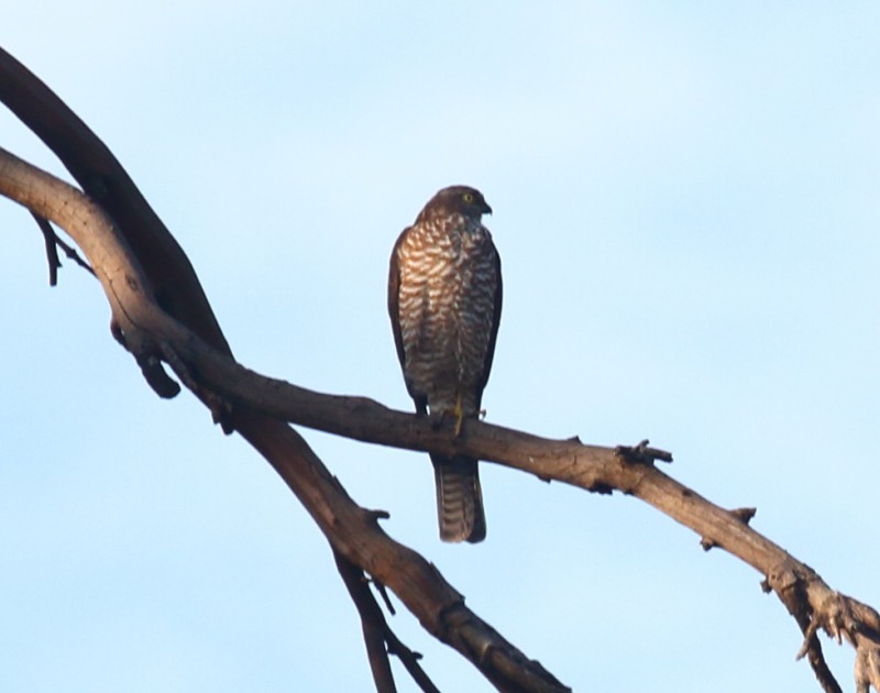 Collared Sparrowhawk - ML323165821