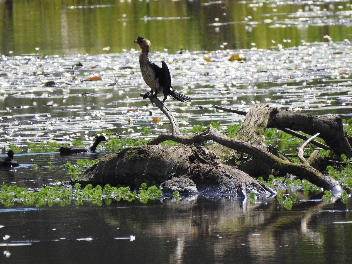 Little Pied Cormorant - ML323165941