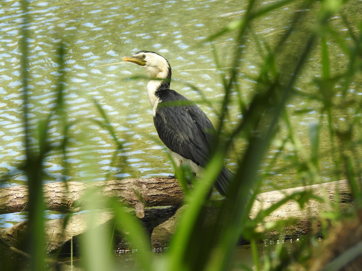 Little Pied Cormorant - ML323166421