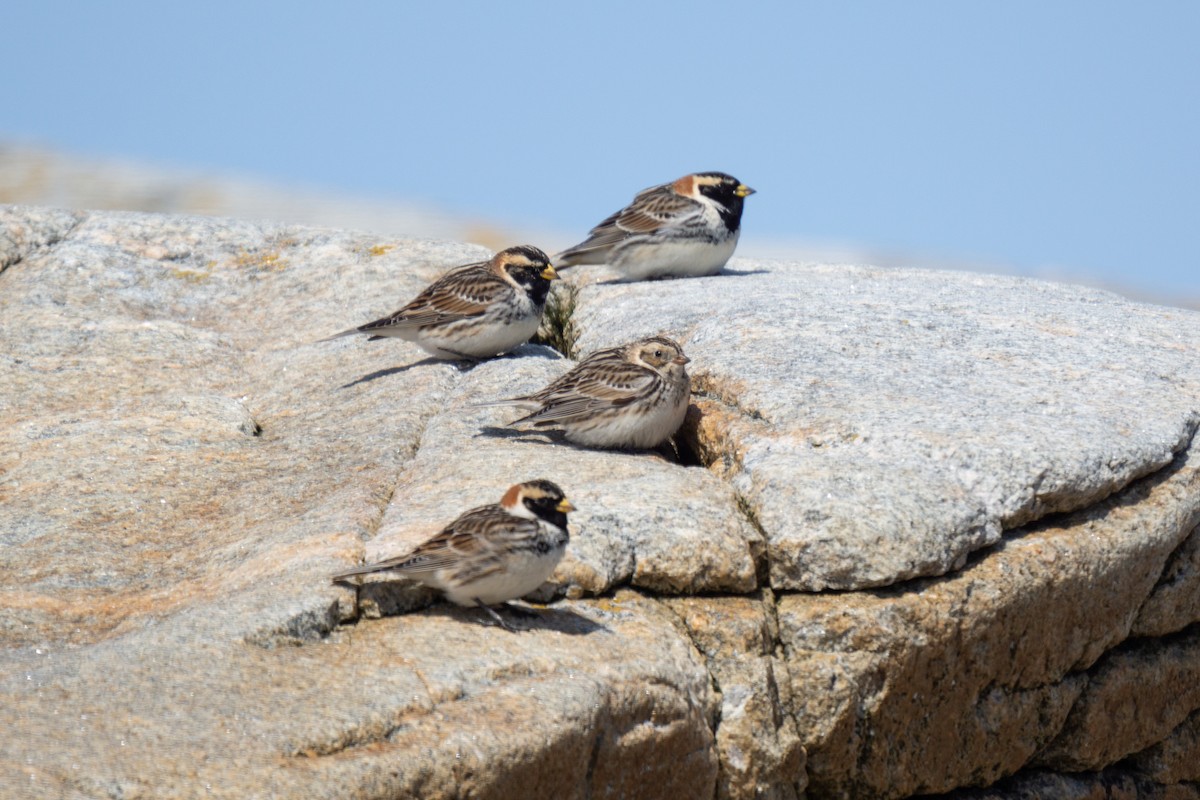 Lapland Longspur - ML323167711