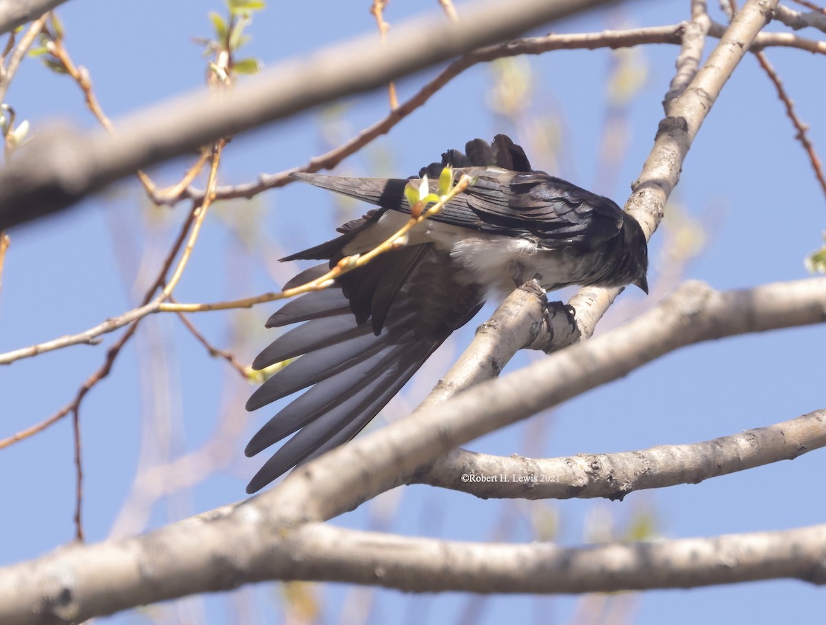 new world martin sp. (Progne sp.) - ML323168071