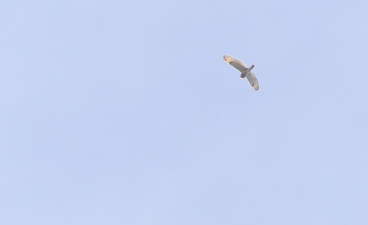 Short-eared Owl - ML323168321