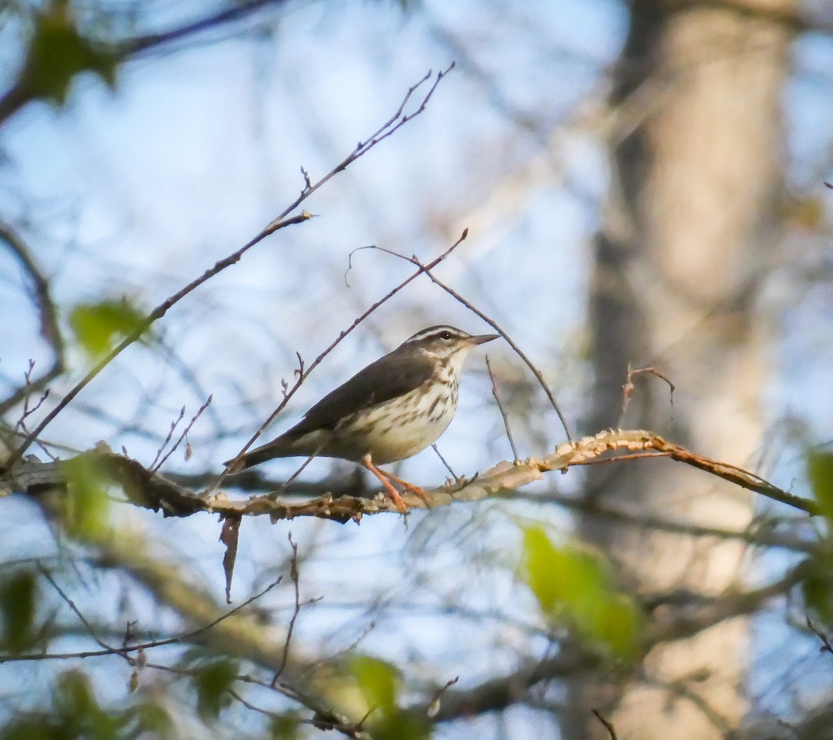 Louisiana Waterthrush - Dave Hart