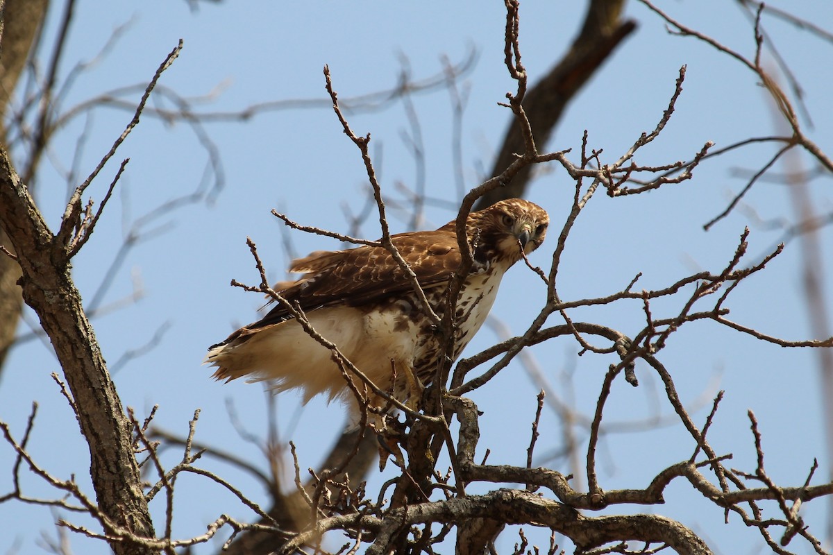 Red-tailed Hawk - ML323172391