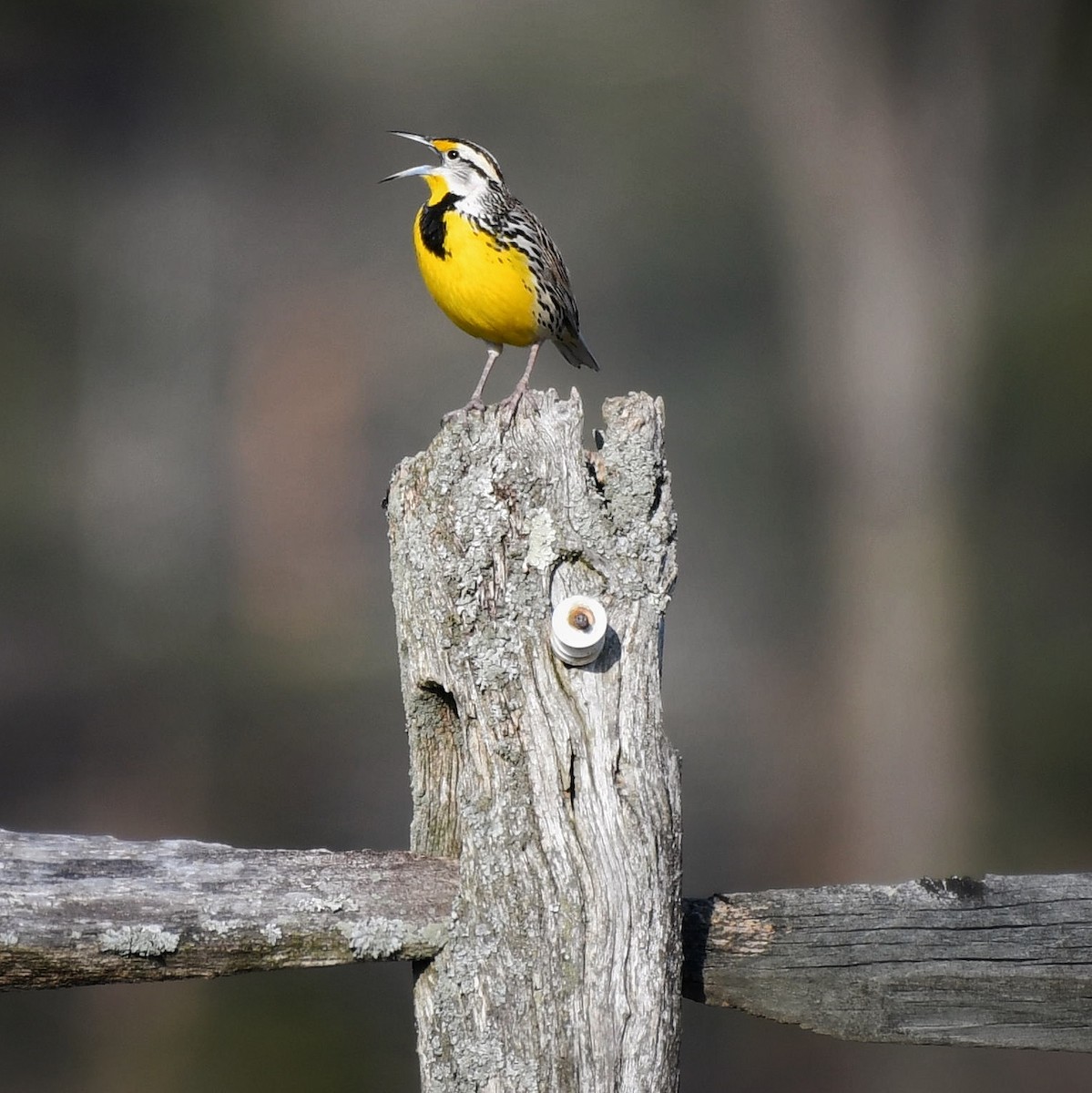 Eastern Meadowlark - Bill Massaro