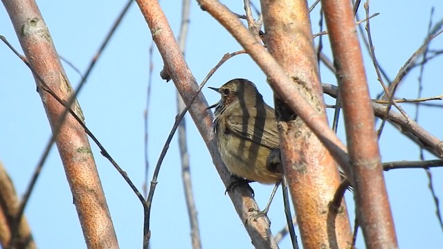 Bluethroat - ML323174691