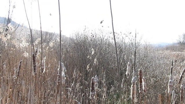 כחול חזה - ML323174841