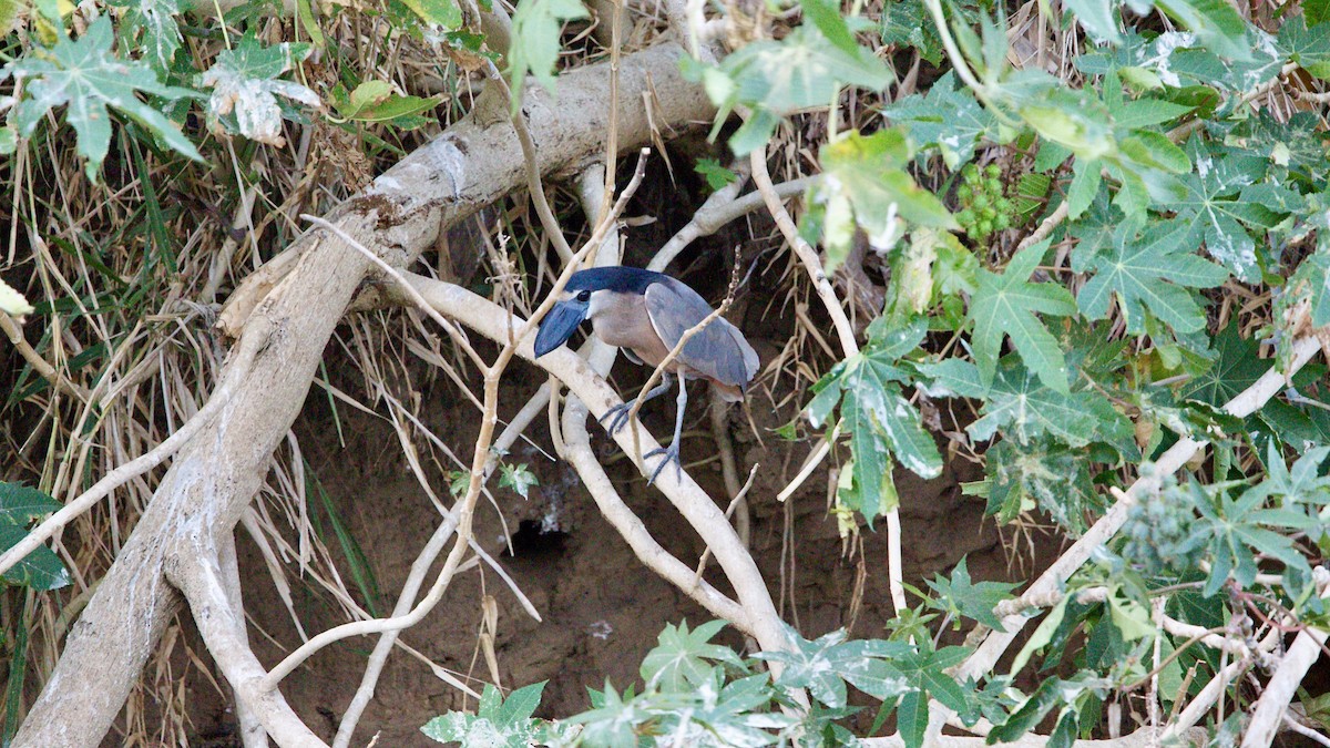 Boat-billed Heron - ML323175831